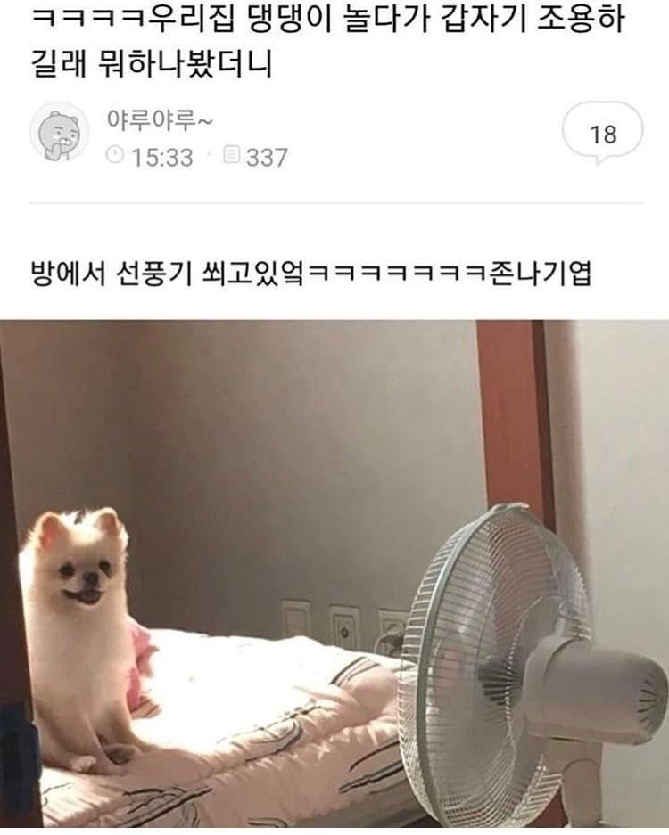 당면 이거 양 많냐(스압) | 인스티즈