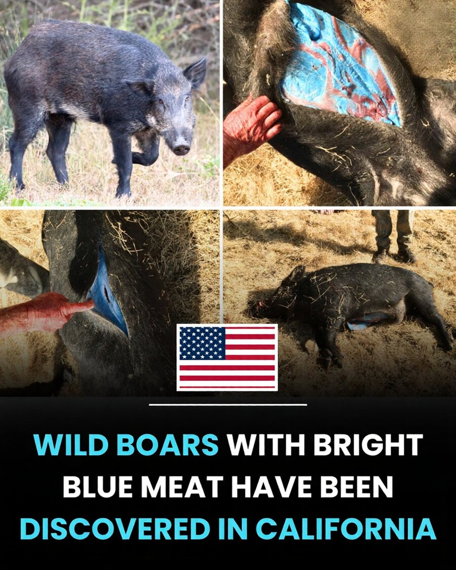 미국 멧돼지 근황 .jpg | 인스티즈