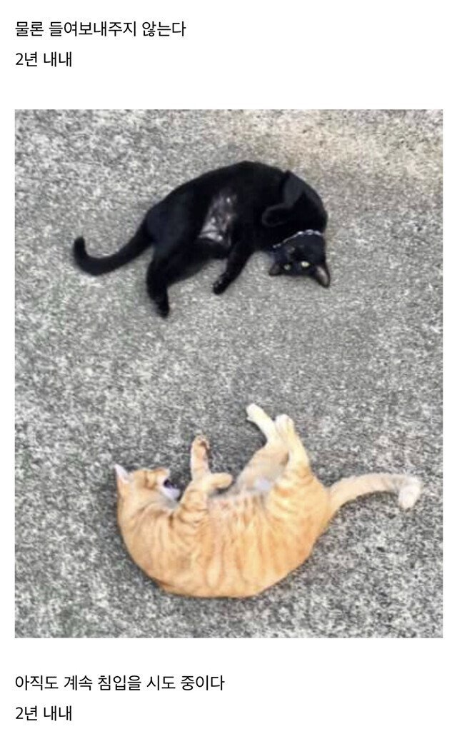 2년동안 미술관에 침입을 시도한 고양이.jpgif | 인스티즈