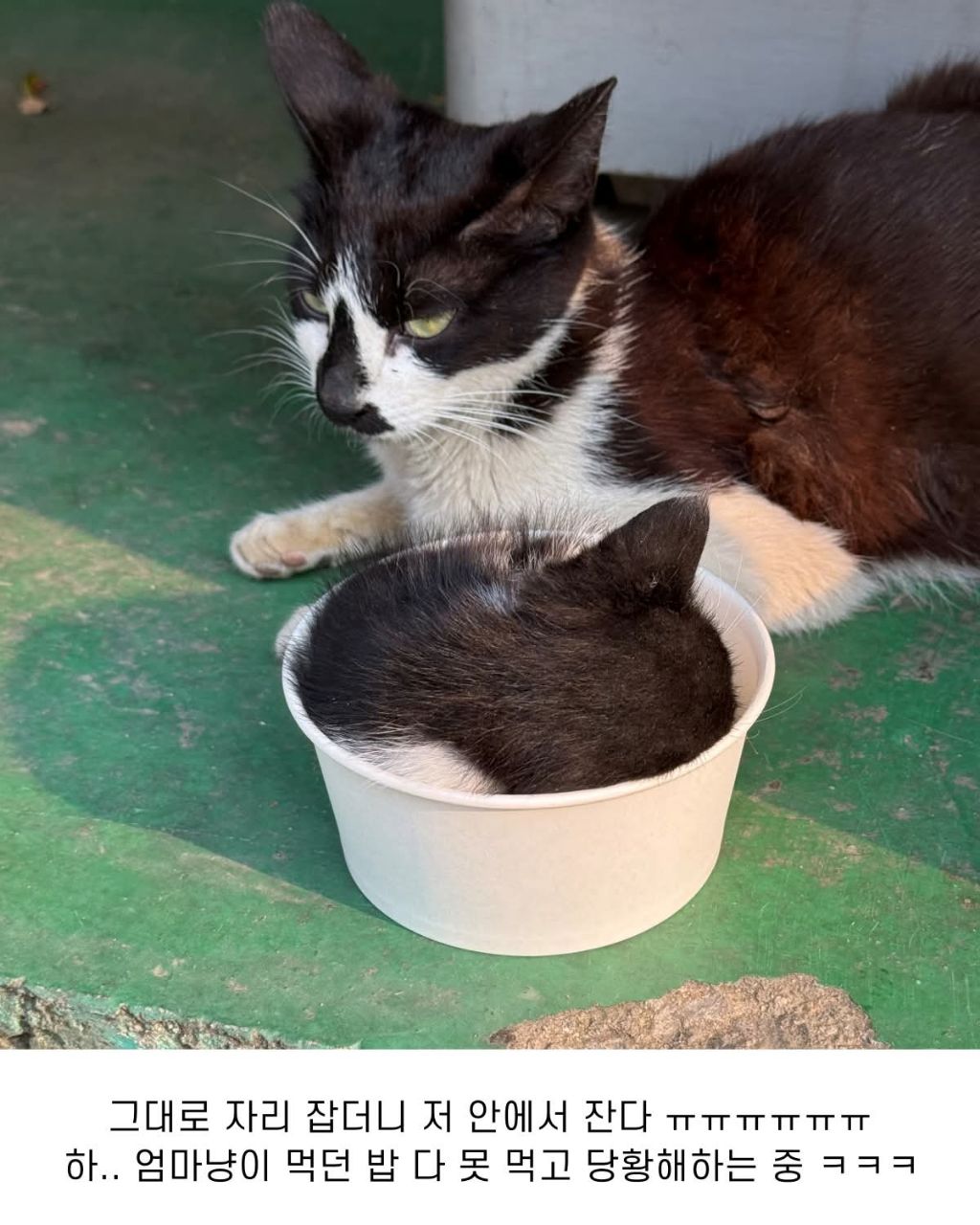 공장고양이가 애기낳음 | 인스티즈