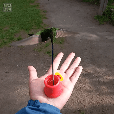 새먹이주기 | 인스티즈