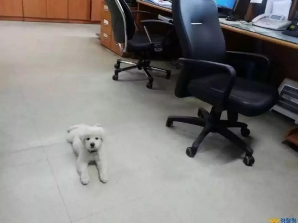 순찰 중 발견된 유기견 성장과정 | 인스티즈