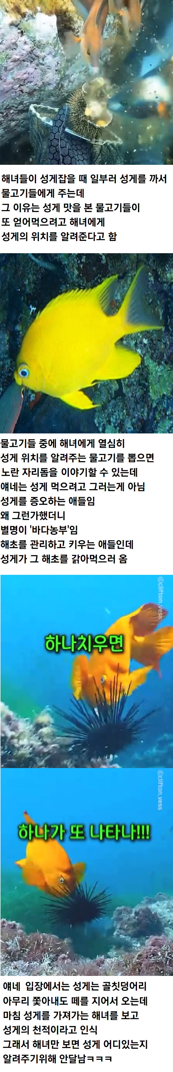 해녀가 성게 잡을때 물고기들한테 성게 까주는 이유 | 인스티즈
