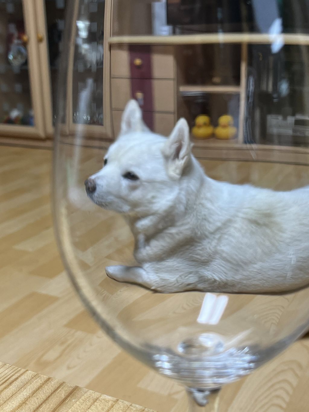 와인잔으로 보면 아기강아지 된다 해서 해봤는디 | 인스티즈