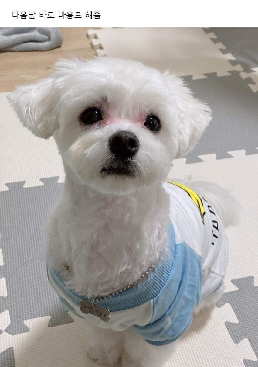 이사왔는데 전 주인이 강아지 버리고 감;;; | 인스티즈