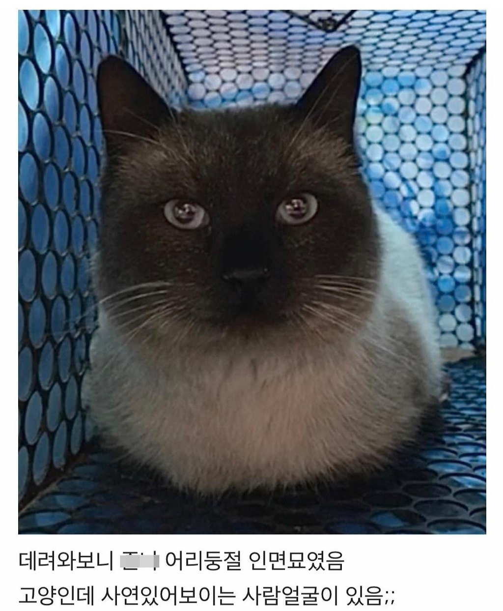 집냥이가 된 어느 길냥이 이야기 | 인스티즈