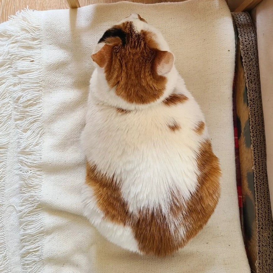 빨래 당하던 고양이 근황 ...jpg | 인스티즈