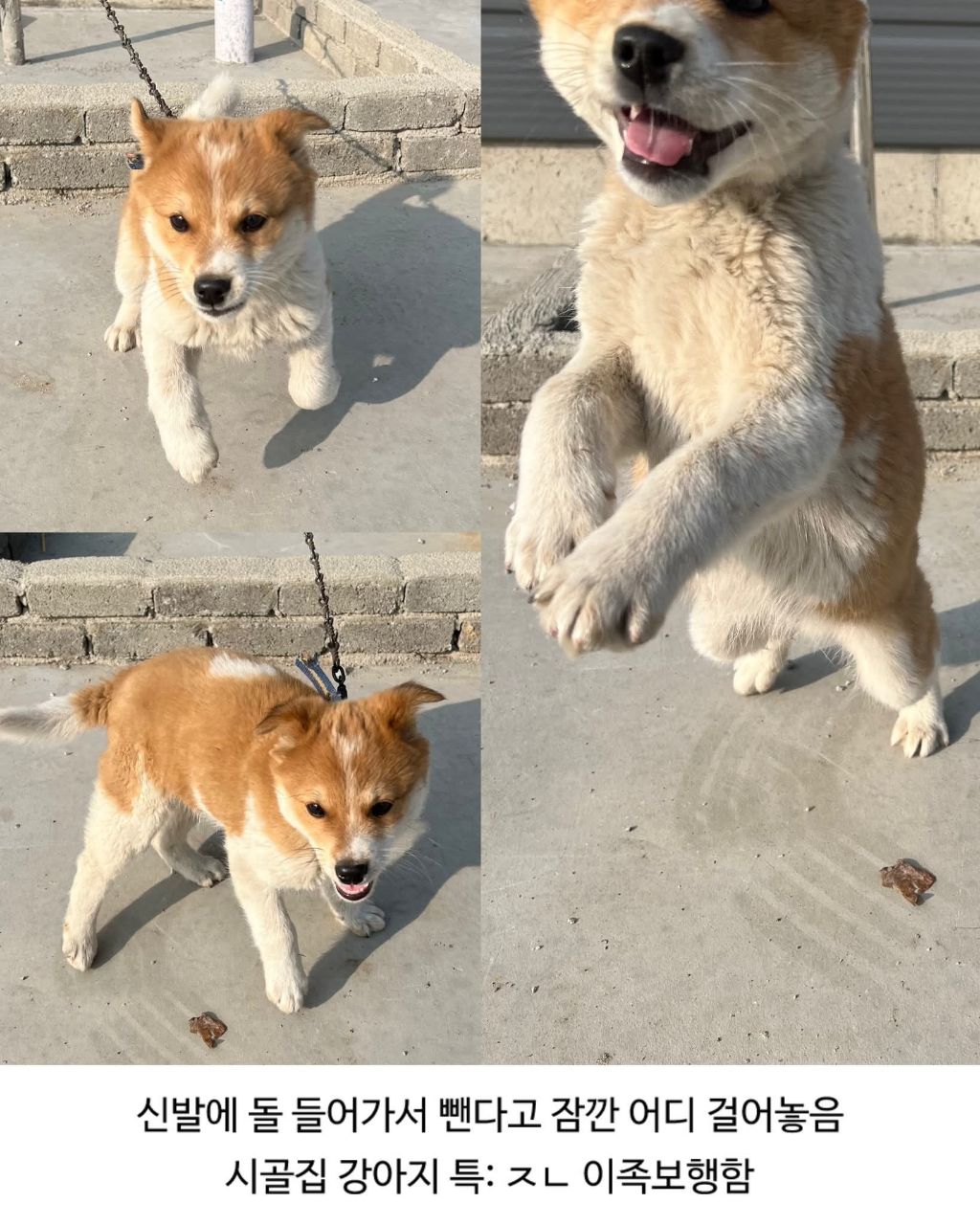 할머니집 시골개 산책시켜줌 | 인스티즈