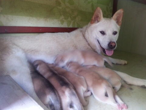 진도스키 및 오리 및 닭들 | 인스티즈