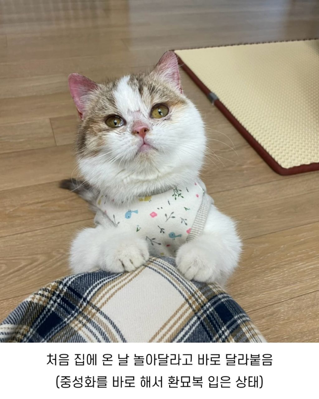 보호소냥이가 집냥이가 된 과정 | 인스티즈