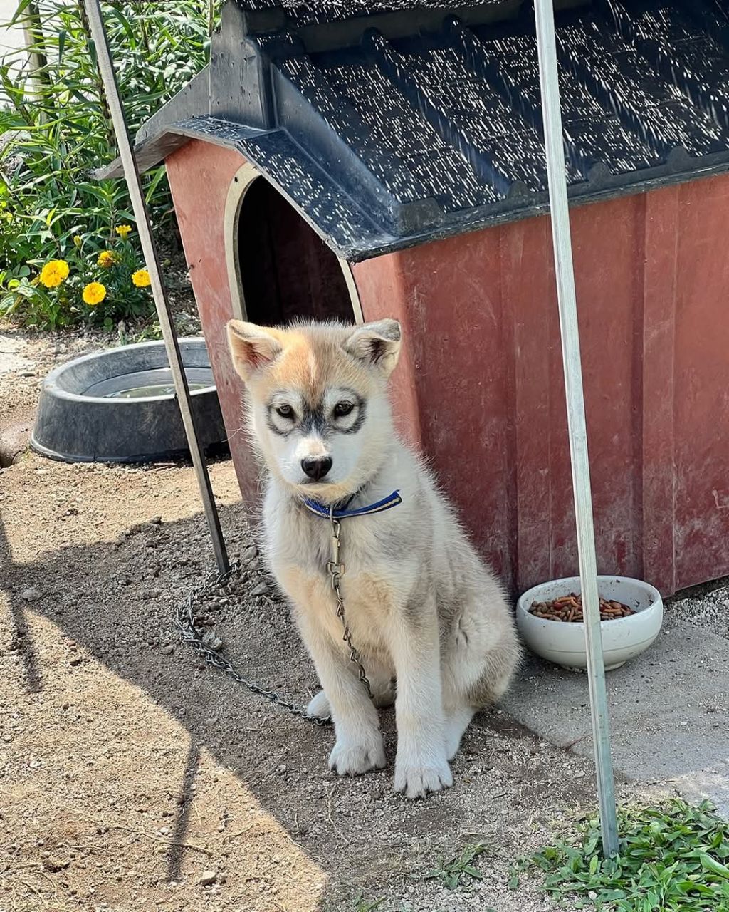 신기한 털무늬가 있는 댕댕이 | 인스티즈