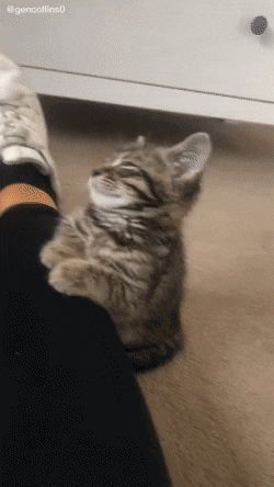 집사 다리 붙잡고 꾸벅꾸벅 조는 아기 고양이.gif | 인스티즈