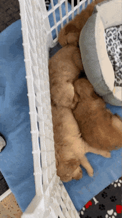 골댕이 | 인스티즈