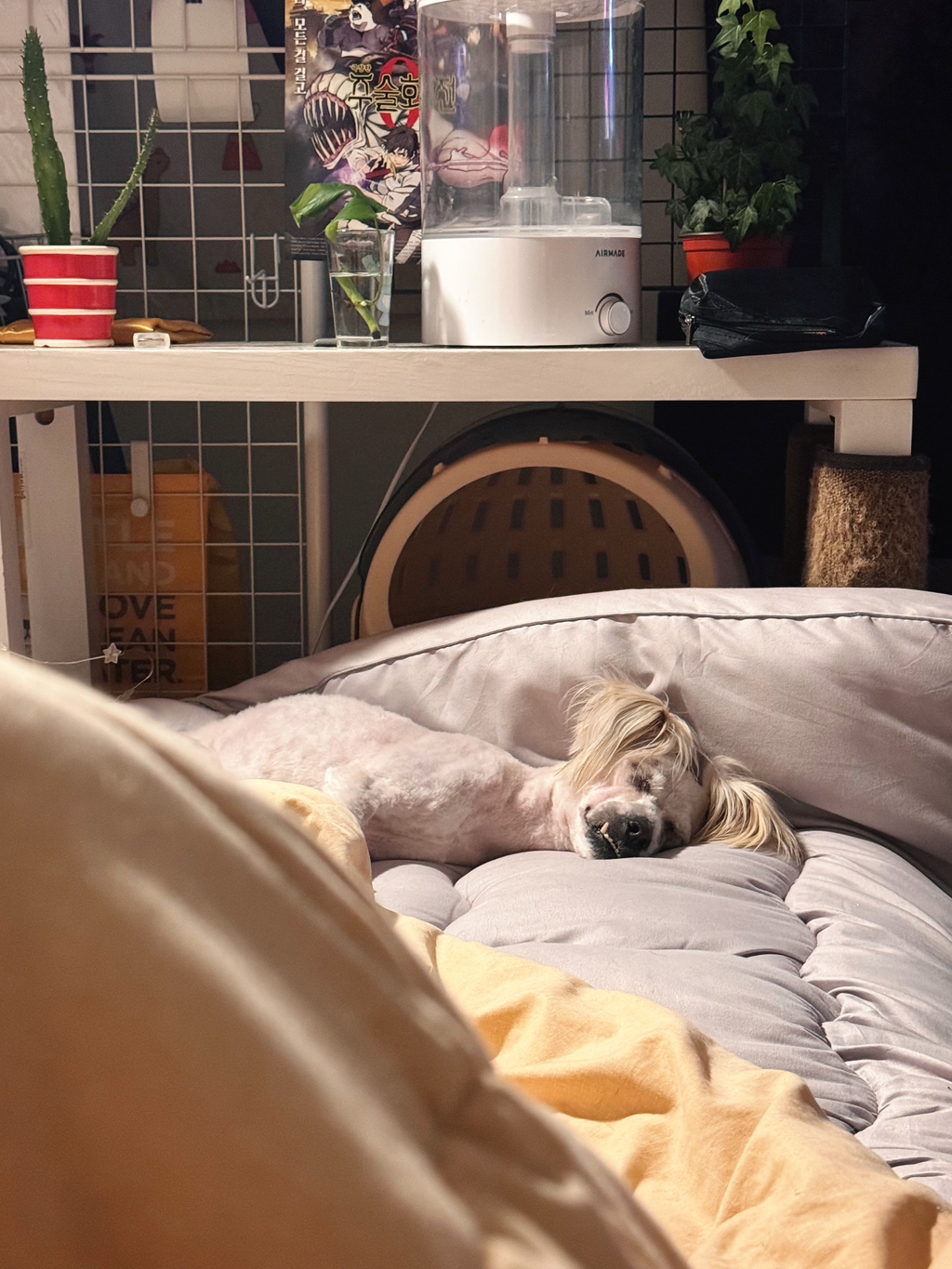 길냥이 길댕이 맘에들면 주워가라길래 주워옴 | 인스티즈