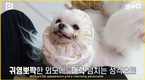 국내 소형견이 유독 슬개골 탈구가 많은 이유 | 인스티즈