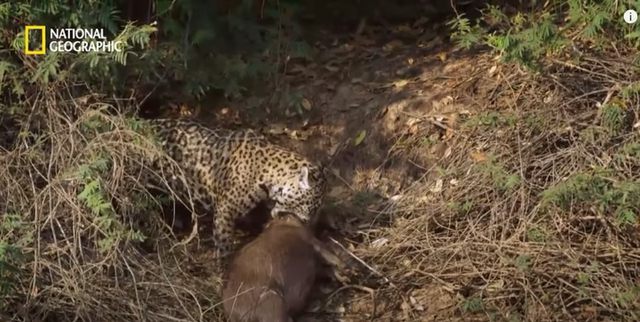 야생 카피바라가 천적인 재규어를 피하는 방법 | 인스티즈