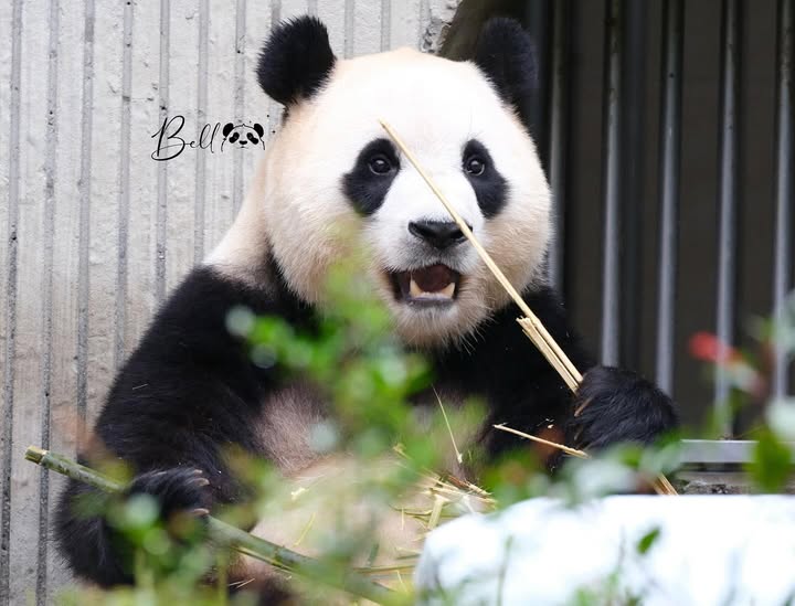 벌크업한 푸바오 근황 | 인스티즈