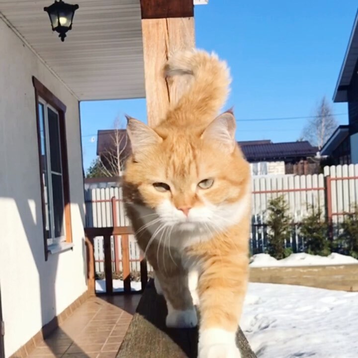 러시아 고양이 .jpg | 인스티즈