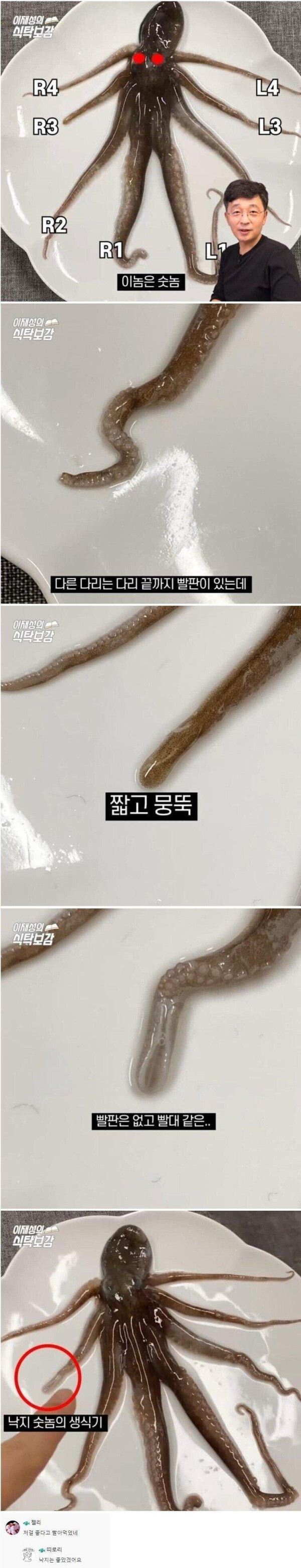 낙지 다리 빨아먹으면 안되는 이유 | 인스티즈