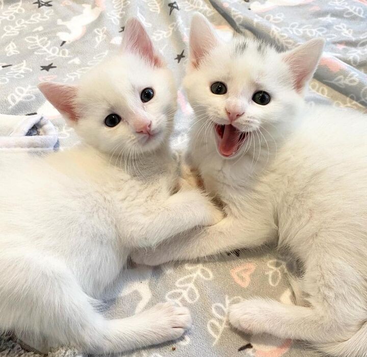 새끼 고양이 .jpg | 인스티즈