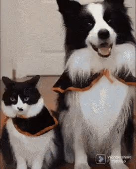 이게 고양이야 댕댕이야? | 인스티즈