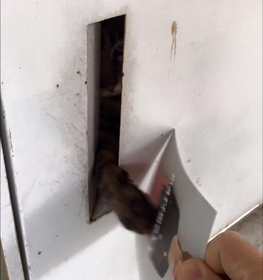 고양이가 있어서 우편물을 배달하지 못했습니다 | 인스티즈