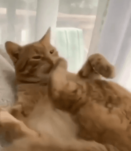 이해할 수가 없는 생물 | 인스티즈