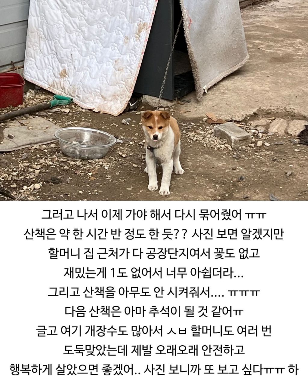 할머니집 시골개 산책시켜줌 | 인스티즈
