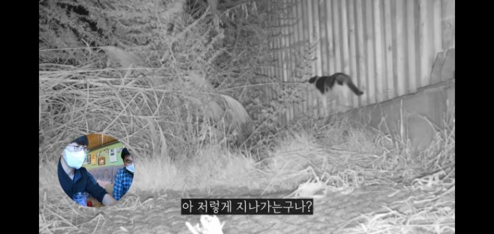 도로 위 야생동물 생태통로를 이용하는 동물들.jpg | 인스티즈