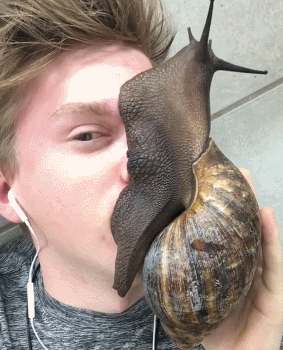 인간을 가장 많이 죽인 동물 순위 | 인스티즈