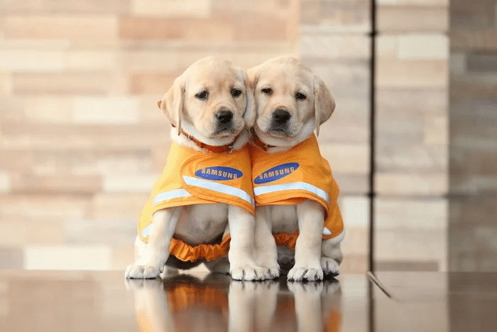 🐶 안내견 공부중입니다! | 인스티즈