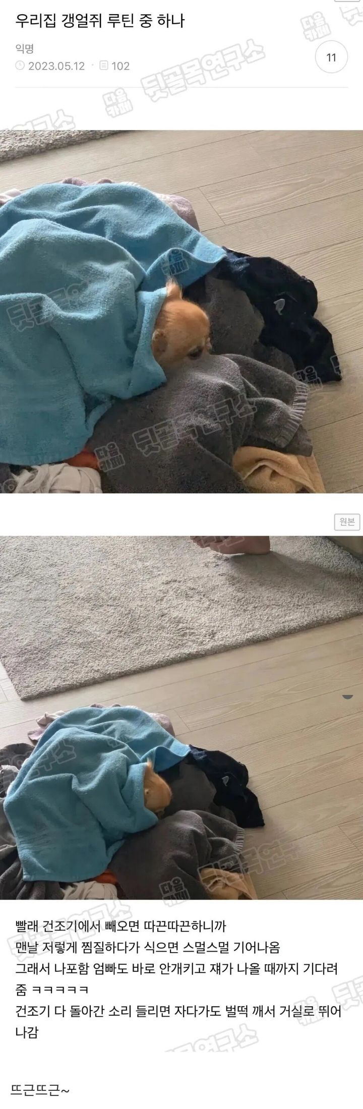 강아지 안키우는 사람이 보면 놀래는 짤.jpg | 인스티즈