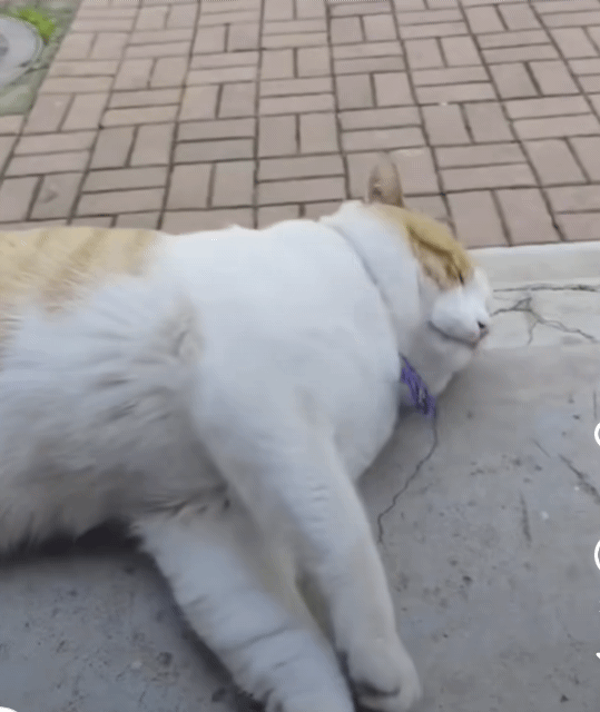 계단에서 자는 고양이 함부로 깨우면 안되는 이유.gif | 인스티즈