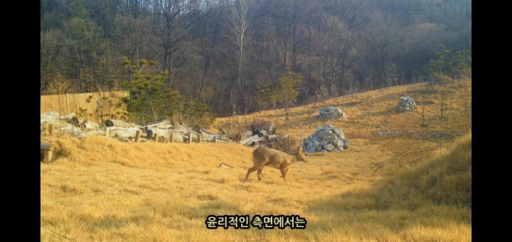 도로 위 야생동물 생태통로를 이용하는 동물들.jpg | 인스티즈