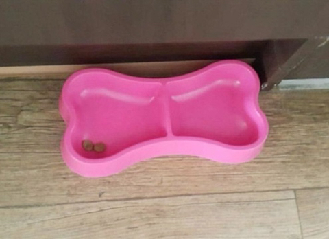 댕댕이가 사료 2알을 남기는 이유.jpg | 인스티즈