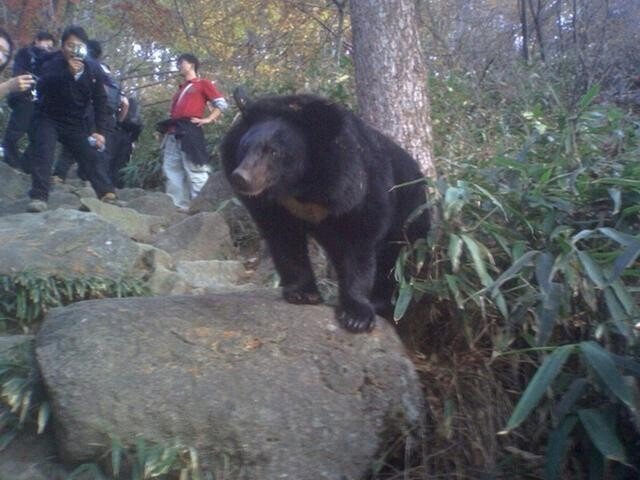 지리산에 서식한다는 곰 | 인스티즈