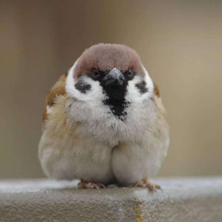 참새 얼굴 정면 .jpg | 인스티즈