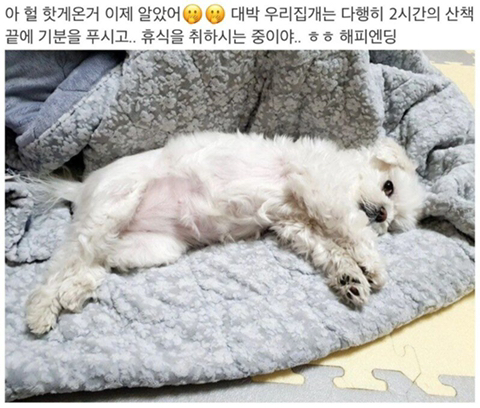 강아지 산책시키려고 나갔다가 급똥 신호와 뛰쳐들어왔는데 | 인스티즈