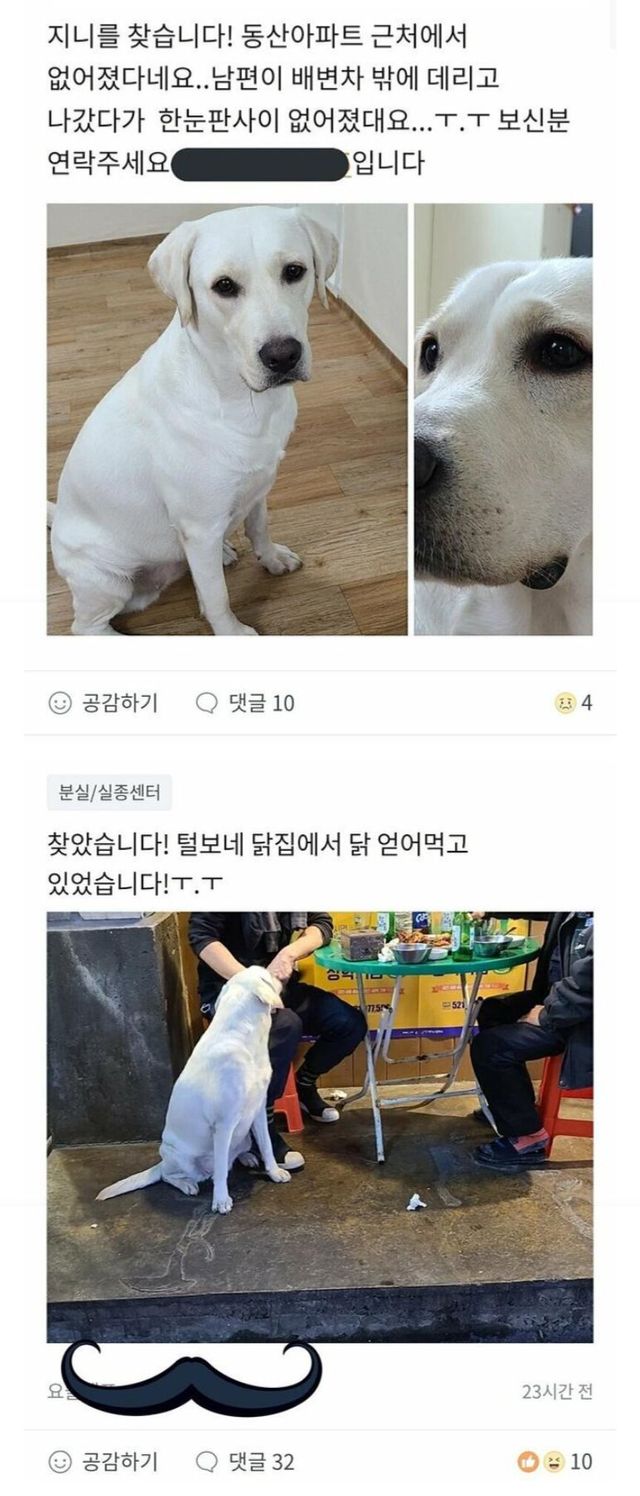 당근마켓) 강아지를 찾습니다 ㅜㅜ 후기 | 인스티즈