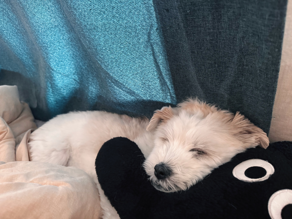 길냥이 길댕이 맘에들면 주워가라길래 주워옴 | 인스티즈