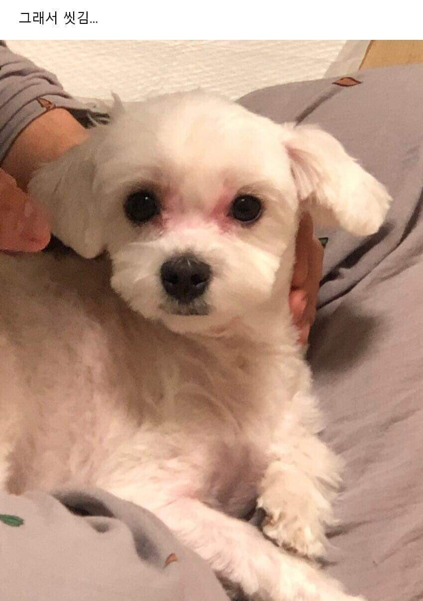 이사왔는데 전 주인이 강아지 버리고 감;;; | 인스티즈