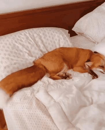 침대에서 엉덩이 흔들면서 하는 여우짓.gif | 인스티즈