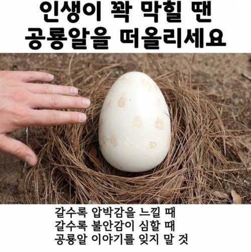 인생이 꽉막힐땐 공룡알을 떠올리세요.. | 인스티즈