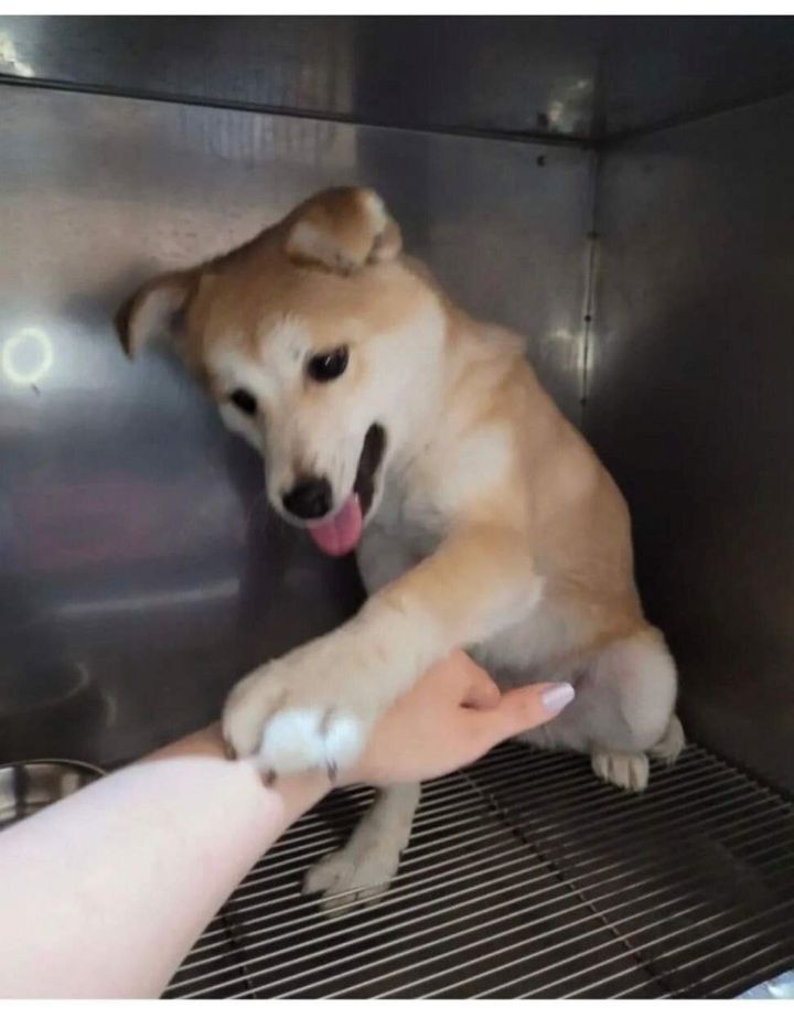 터널앞에 버려져서 비 쫄딱 맞던 댕댕이는 결국... | 인스티즈