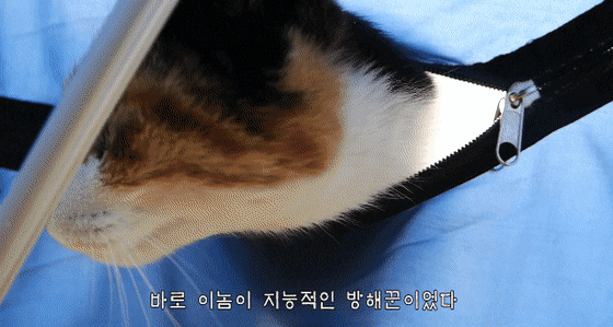 [hahaha] 아기 삼색냥이 인생 최대의 도박 | 인스티즈