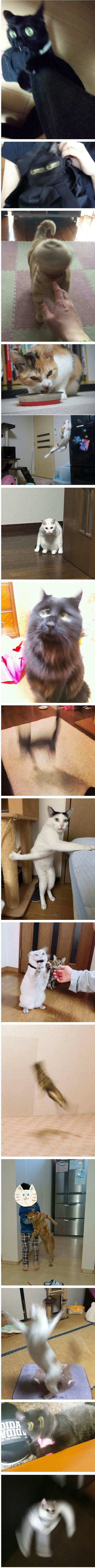 망한 고양이 사진대회.JPG | 인스티즈