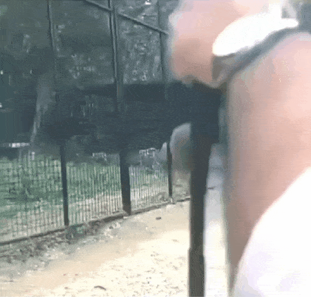 맹수 따위는 살짝 훼이크 주면 따돌릴 수 있음 | 인스티즈