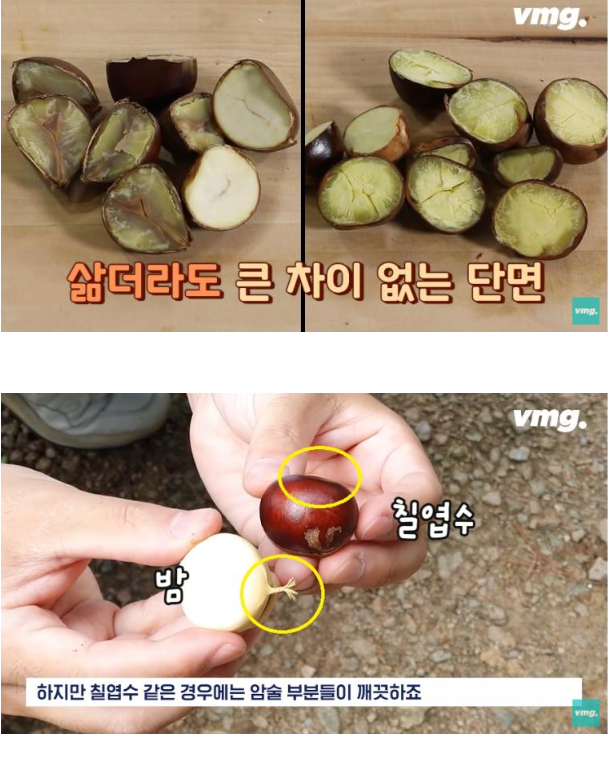 밤인 줄 알고 먹으면 큰일나는 밤같이 생긴 열매 | 인스티즈