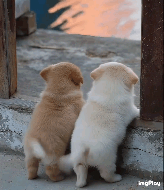 귀여운 똥강아지 | 인스티즈