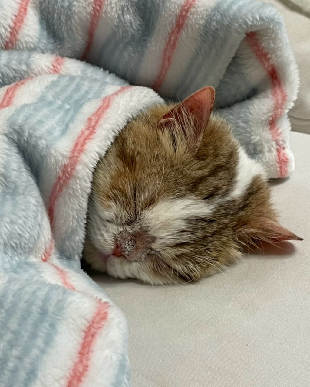 보호소냥이가 집냥이가 된 과정 | 인스티즈